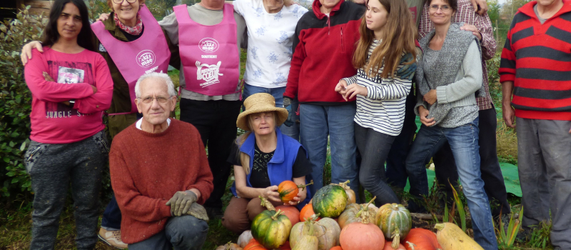Les citrouilles du jardin partagé