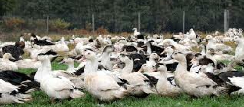 Crises Influenza aviaire: Le point des aides sur le département