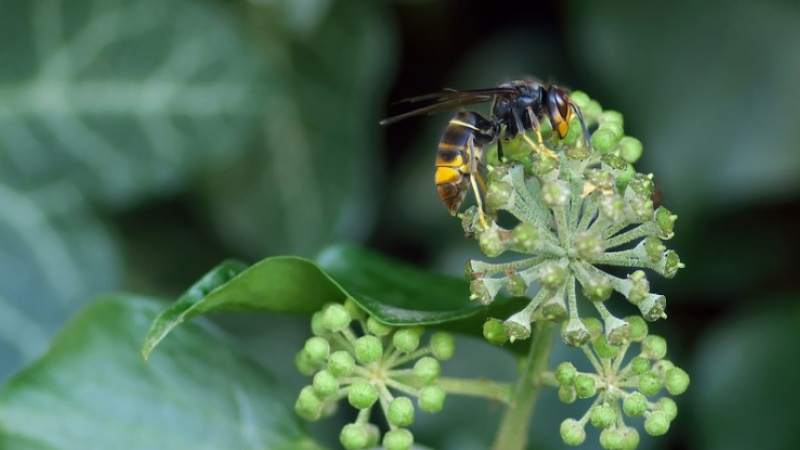 Frelon asiatique : un piège en attendant le printemps !