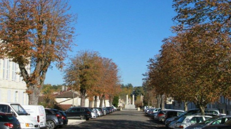 Encore de l’espoir pour les arbres des Promenades !