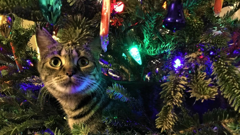  Les animaux à Noël : eux aussi ont leur cadeau !