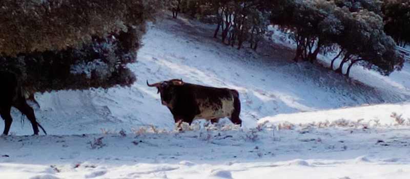Quel toro pour la féria ?