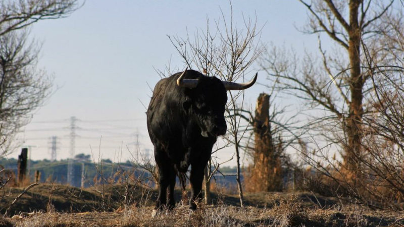 Quelques toros pour Pentecôte 2018