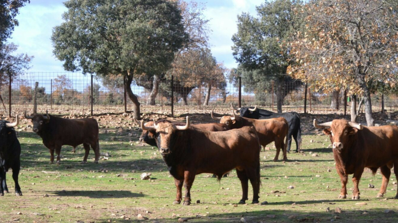 Tauromachie