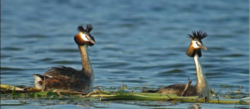 Rencontre hivernale avec les oiseaux du lac de l’Astarac