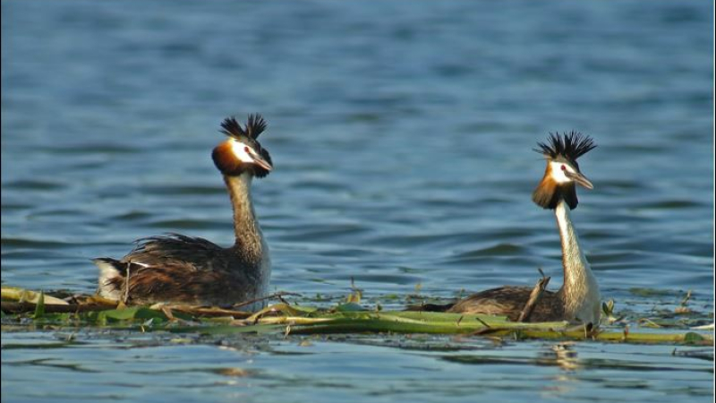 Rencontre hivernale avec les oiseaux du lac de l’Astarac