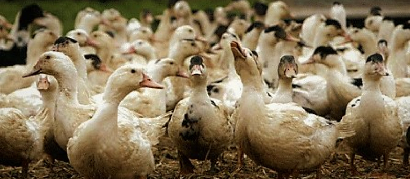 Influenza aviaire dans un élevage du Gers