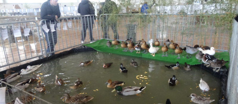 Expo-vente d'animaux de basse-cour avec la SACCOG 
