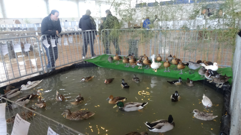 Expo-vente d'animaux de basse-cour avec la SACCOG 