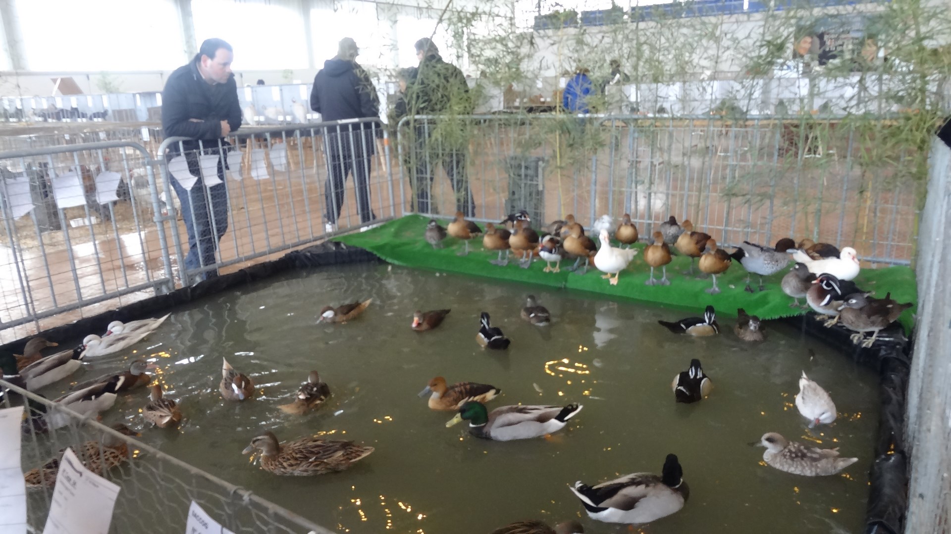 La mare aux canards a toujours le même succès 