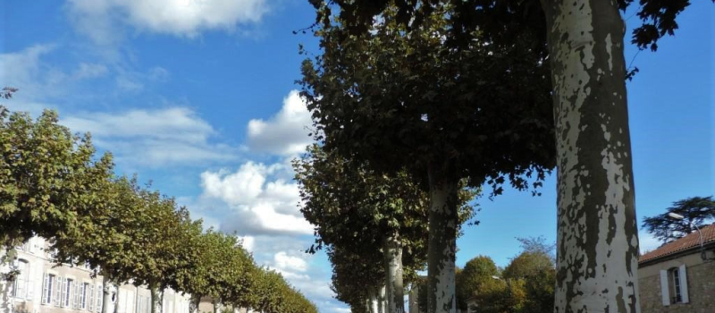 L'inquiétude monte chez les Amis des promenades 