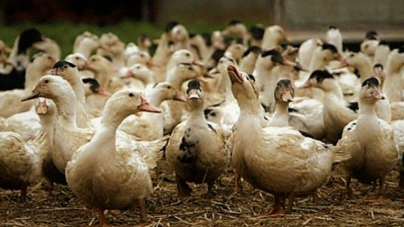 Influenza aviaire dans le Gers- Levée de l’ensemble des zones de contrôle temporaire