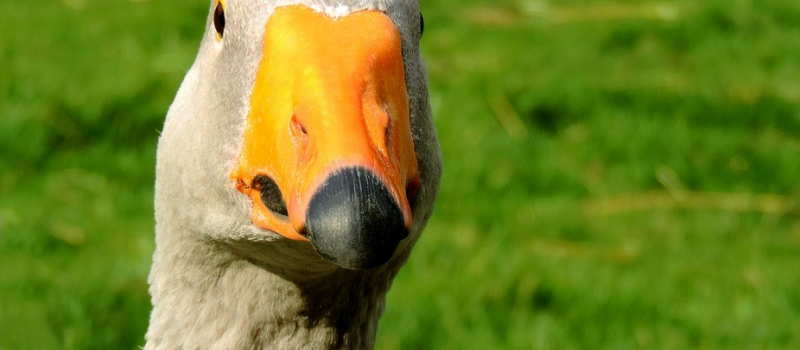 Influenza aviaire dans le Gers : levée de l’ensemble des zones de contrôle temporaire