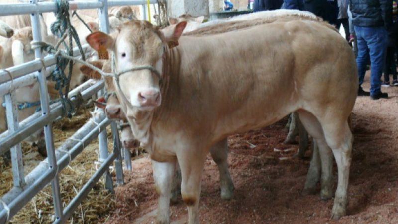 Le concours de foire de veaux sous la mère est toujours aussi attractif 