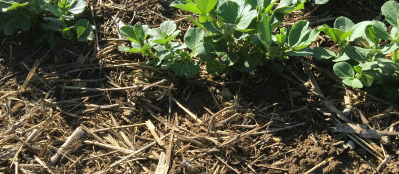 "Les agriculteurs optimistes seront au salon de l'agriculture à Paris", selon la Cellule Nationale Agronomique Sols Fertiles et Vivants