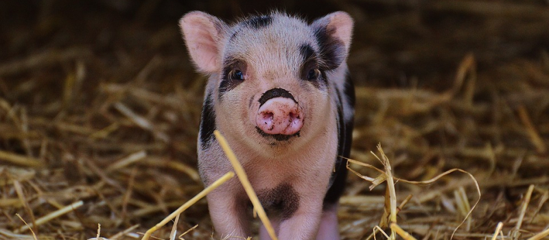 Rendez-vous nature : Tous à la ferme !