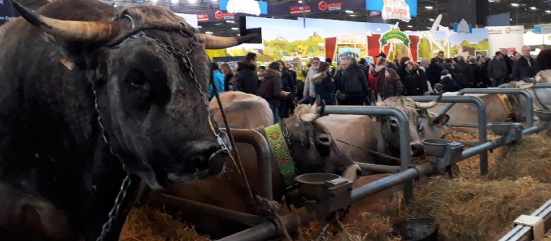 Salon de l'Agriculture : bientôt le retour au bercail