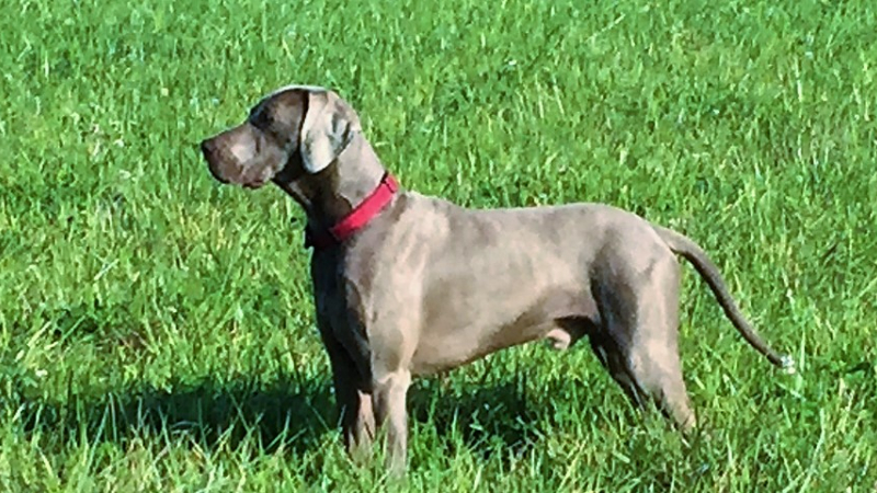 Chien perdu avec collier