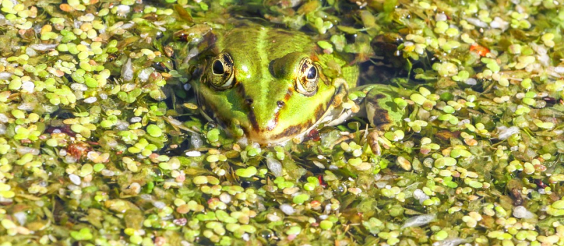 Sortie nature : à la découverte des mares
