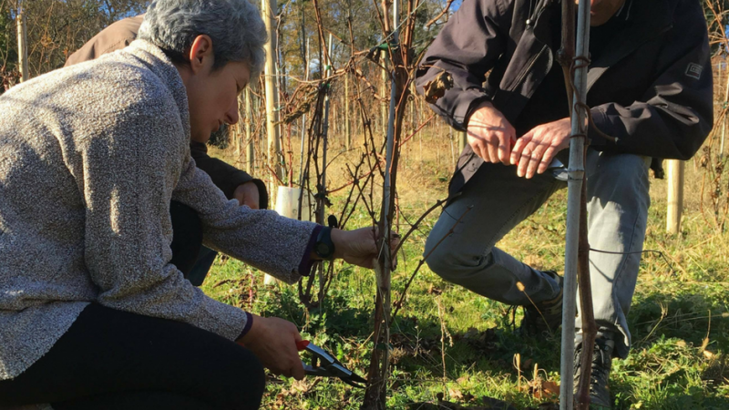  Lutter contre les maladies du bois