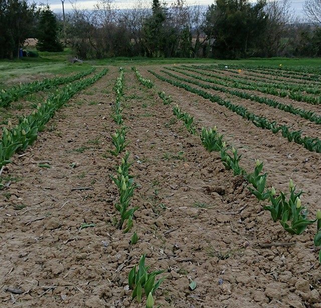 le champ des tulipes des Médaillés du Mérite Agricole du Gers