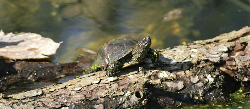 Le réveil des tortues dans l’écosystème Adour