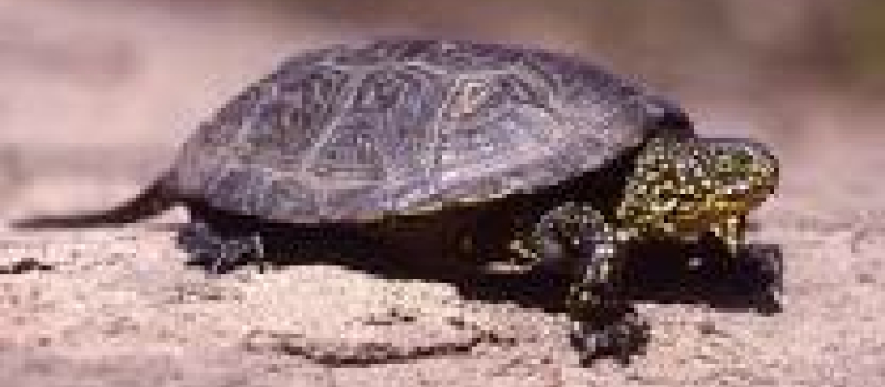 Assister au réveil des tortues