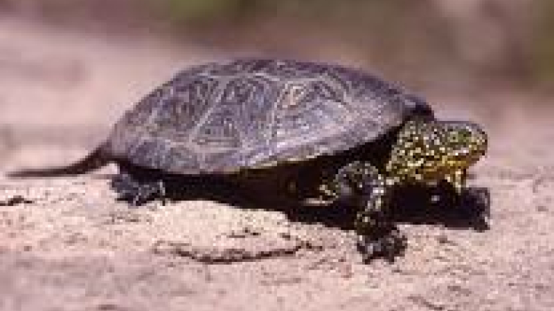 Assister au réveil des tortues