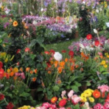 des-fleurs-et-des-couleurs-par-milliers-300x150.jpg