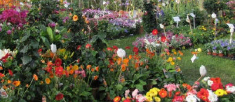 Le Marché aux  fleurs en duo avec l’Armagnac