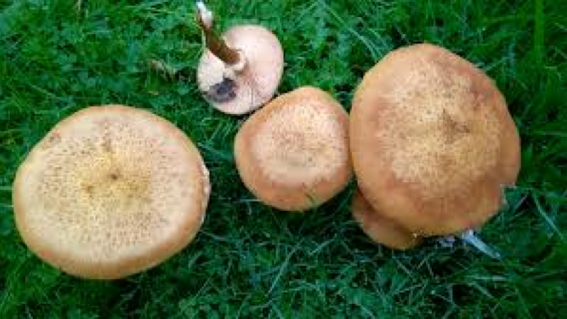 Amateurs de Champignons