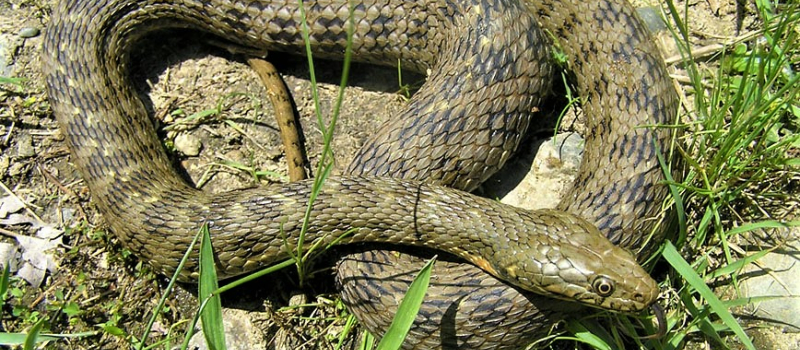 Les reptiles, ces mal-aimés indispensables
