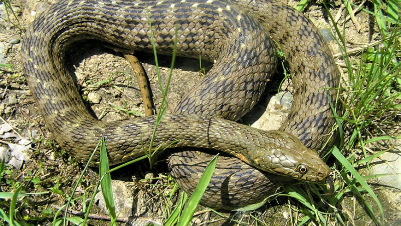 Les reptiles, ces mal-aimés indispensables