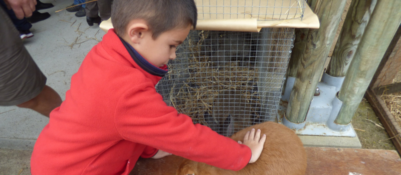 Marché aux animaux de Compagnie à Armentieux