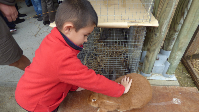 Marché aux animaux de Compagnie à Armentieux