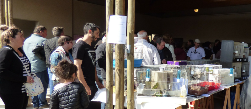 Ouverture du marché aux animaux de Compagnie