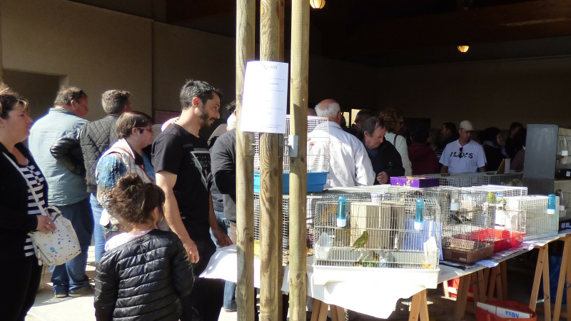 Ouverture du marché aux animaux de Compagnie
