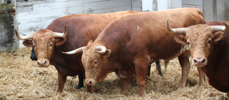 Les toros de la feria