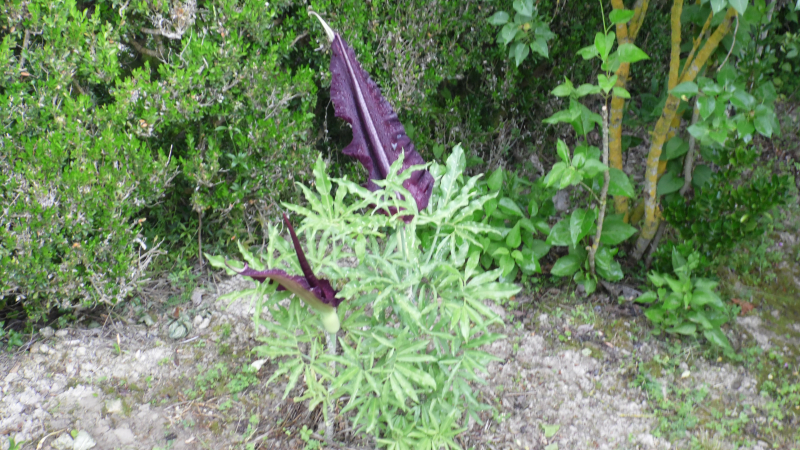 L'Amorphallus-Konjac est une plante Asiatique 
