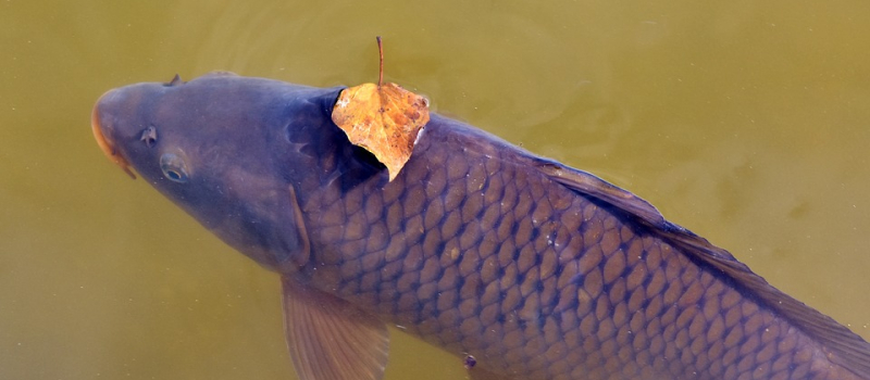 Appel aux pêcheurs de carpe
