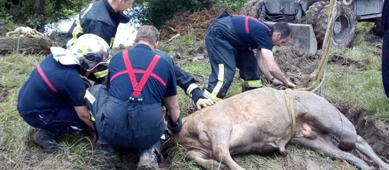 Les sapeurs pompiers sauvent un taurillon de la noyade
