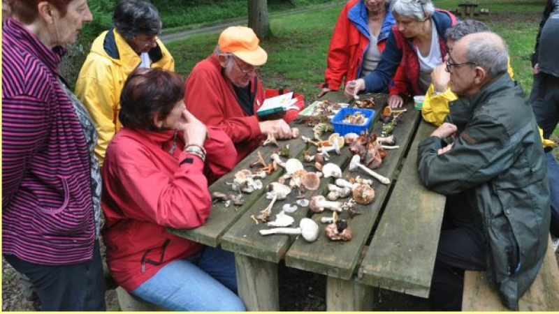 Les champignons sont là reconnaissez les !