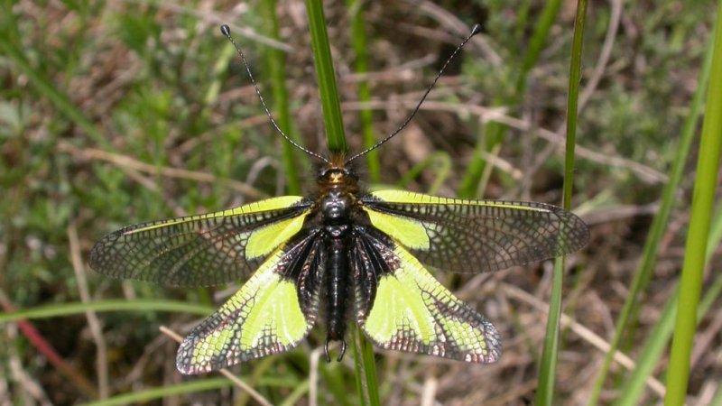 Insectes des coteaux secs