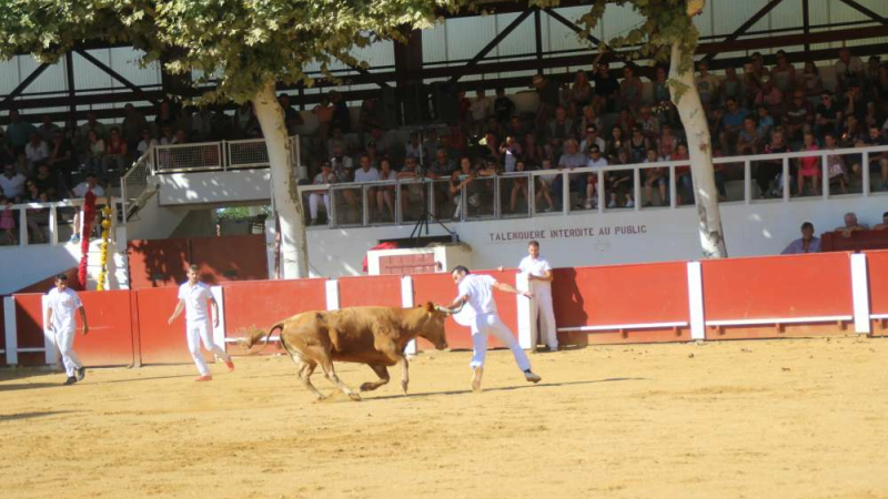 Concours de cocardes