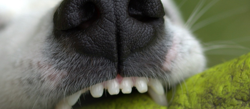 Sensibilisation des facteurs au comportement canin 