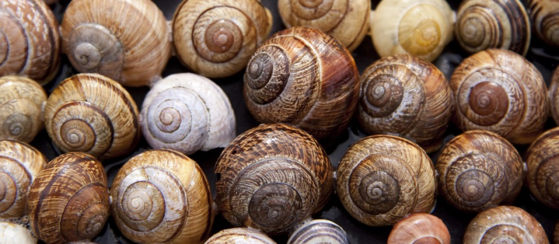 Escargolade à Roquebrune