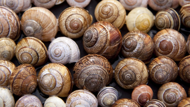 Escargolade à Roquebrune
