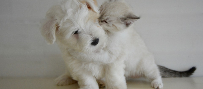 Deuil d'un animal : la perte du chien plus douloureuse que celle du chat