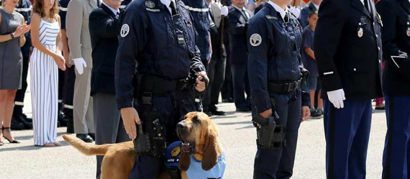 Happle, la chienne St Hubert du PSIG Sabre d'Auch à l'honneur