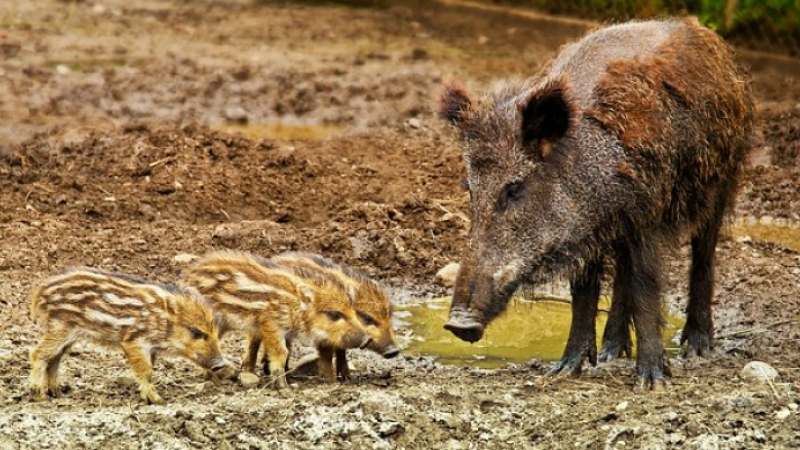 Assemblée générale de la Société de chasse du Bas-Arros Plaisance / Galiax